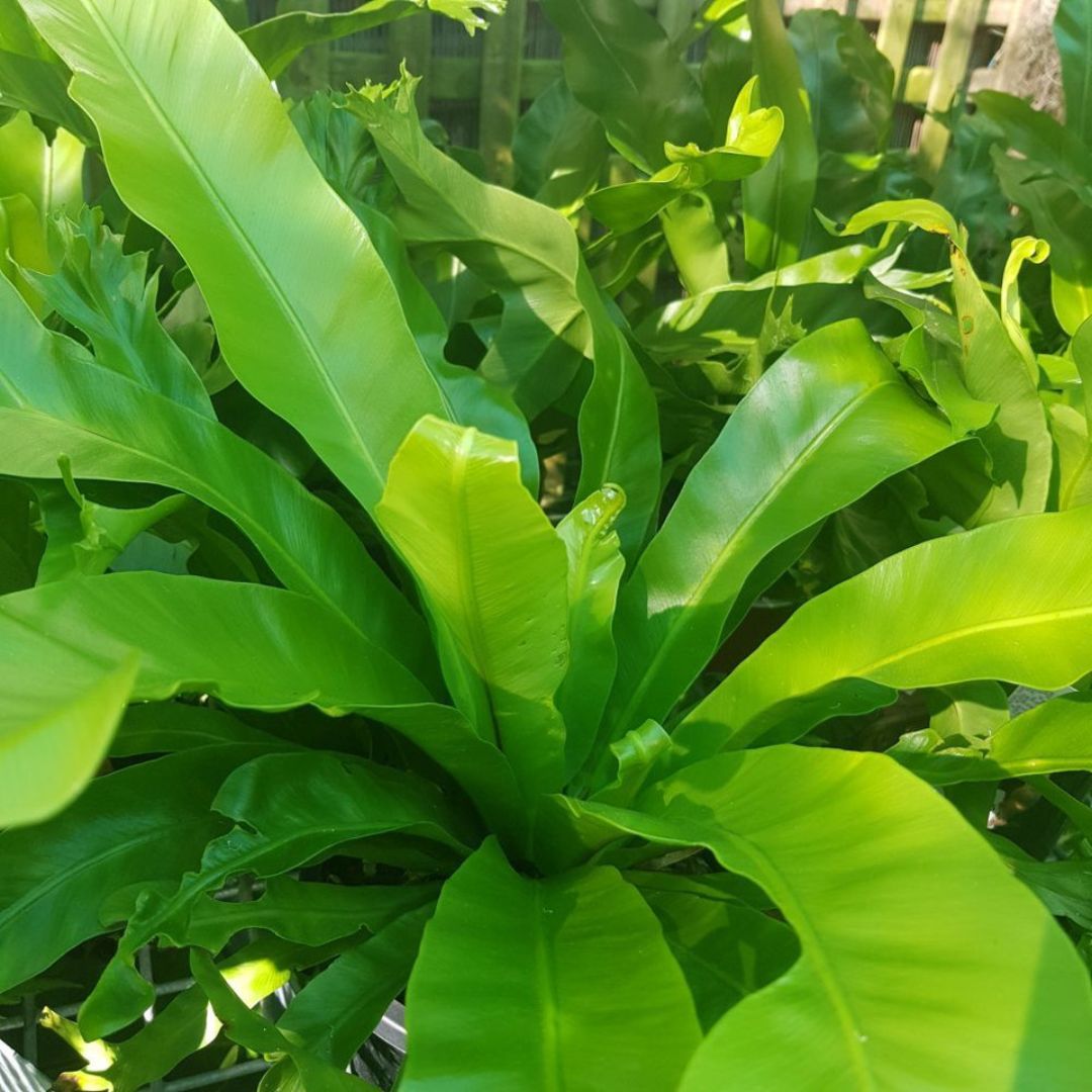 Fern Birds Nest 130mm