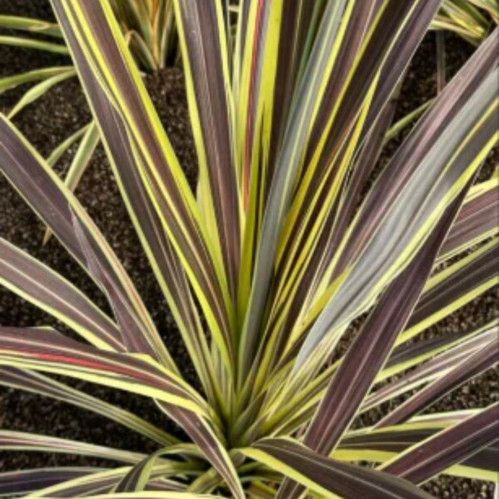 Cordyline Banksii Electric Flash 180mm