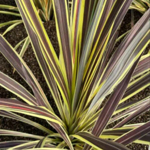 Cordyline Banksii Electric Flash 180mm