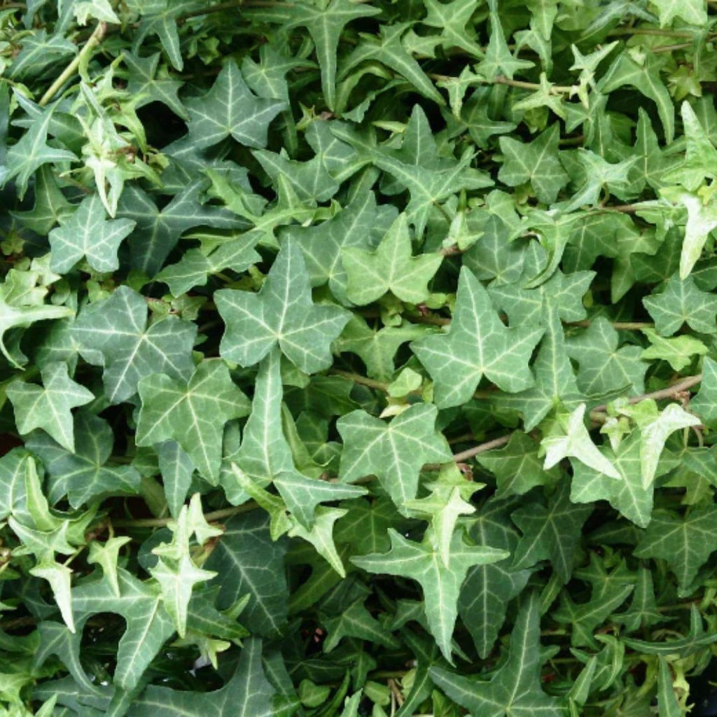 Hedera Ivy 130mm