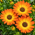 Osteospermum Margarita Orange Flare 140mm