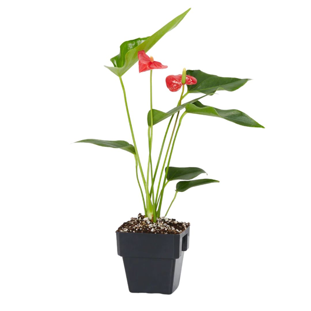 Anthurium Mixed 100mm