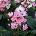 Rhaphiolepis Oriental Pink 200mm
