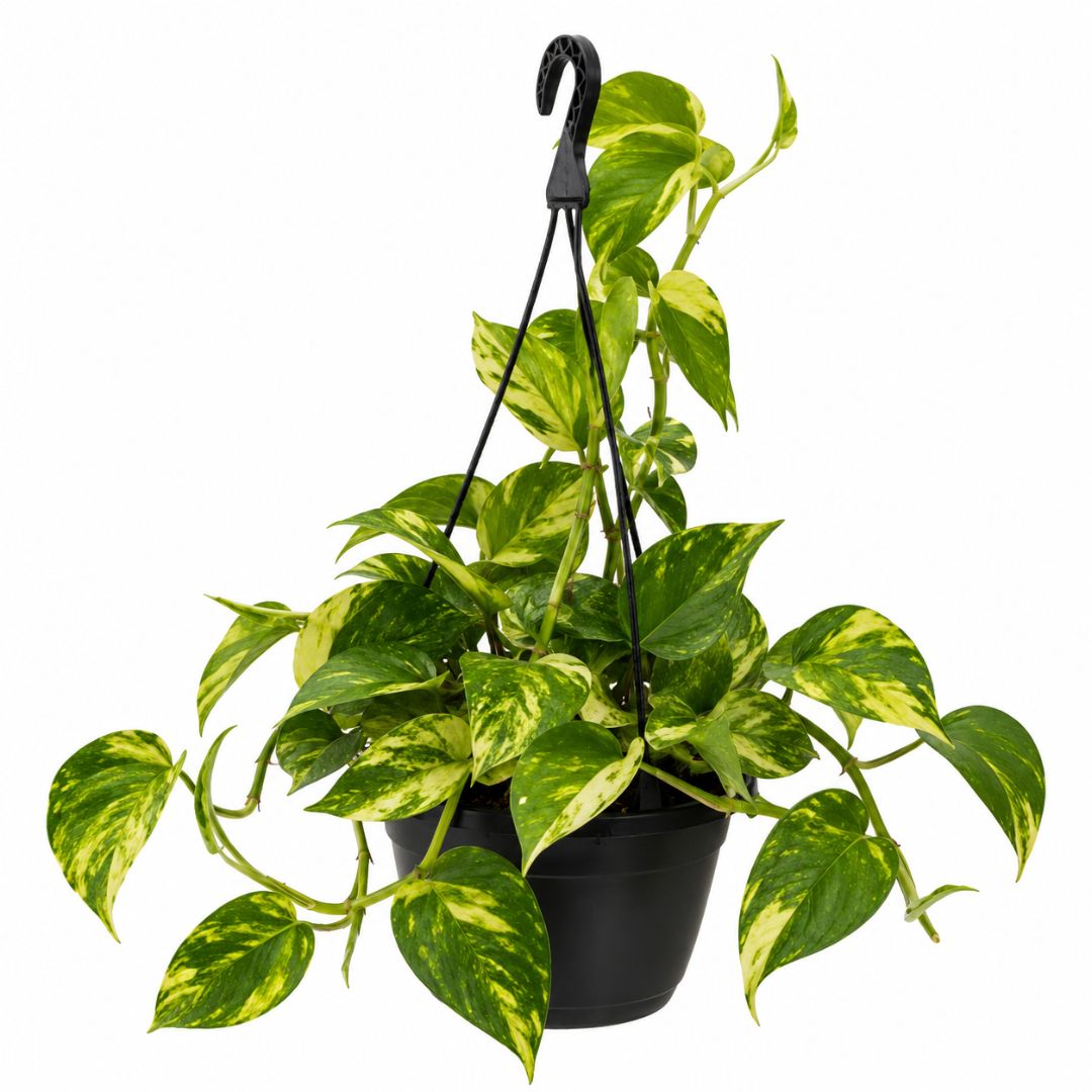 Epipremnum Aureum Green Gold Pothos 170mm Hb
