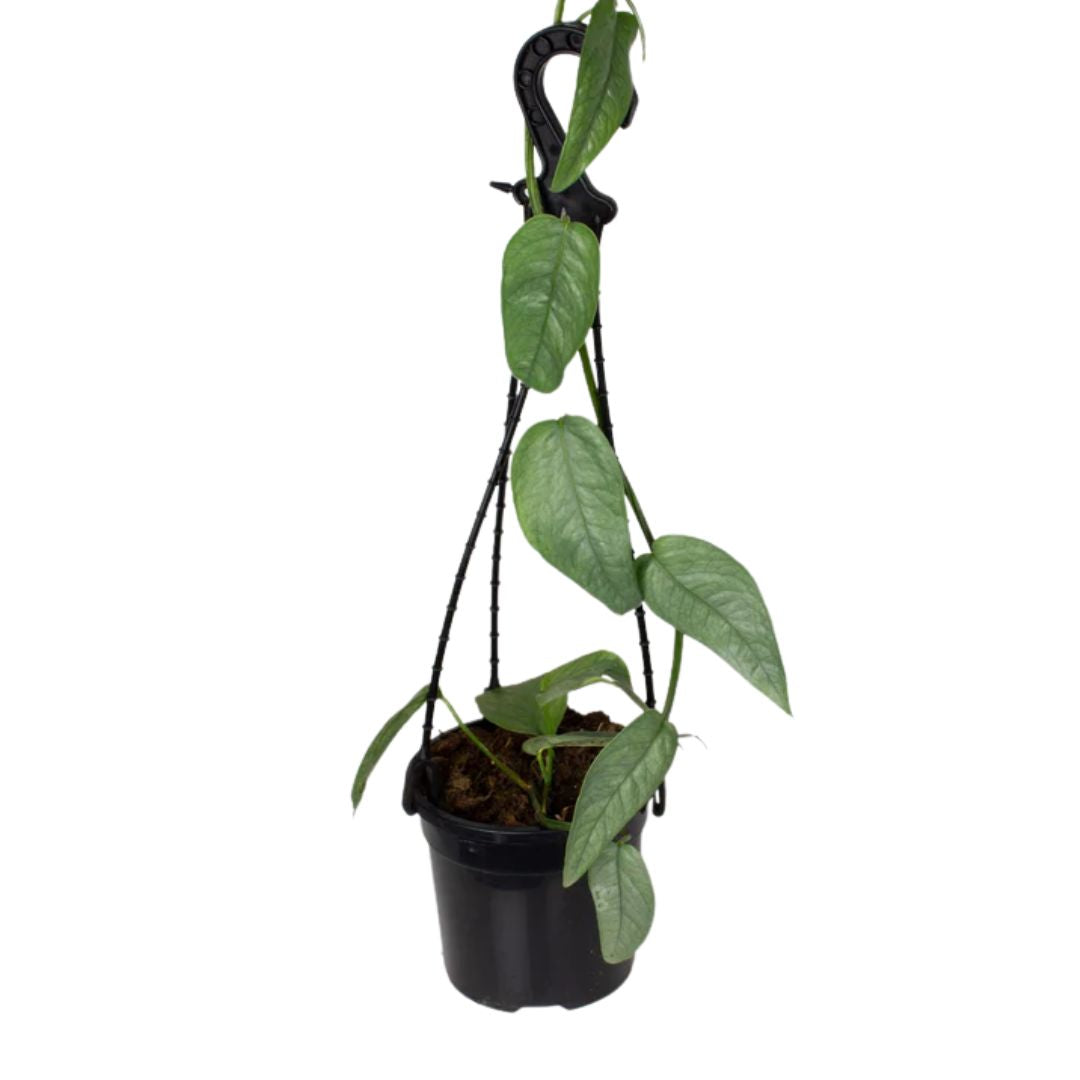 Epipremnum Pinnatum Cebu Blue 170mm Hb