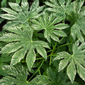 Fatsia Japonica Spiders Web 200mm