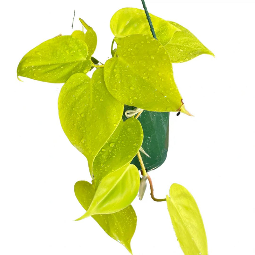 Philodendron Cordatum Heartleaf 170mm Hb