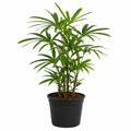 Rhapis Excelsa 250mm