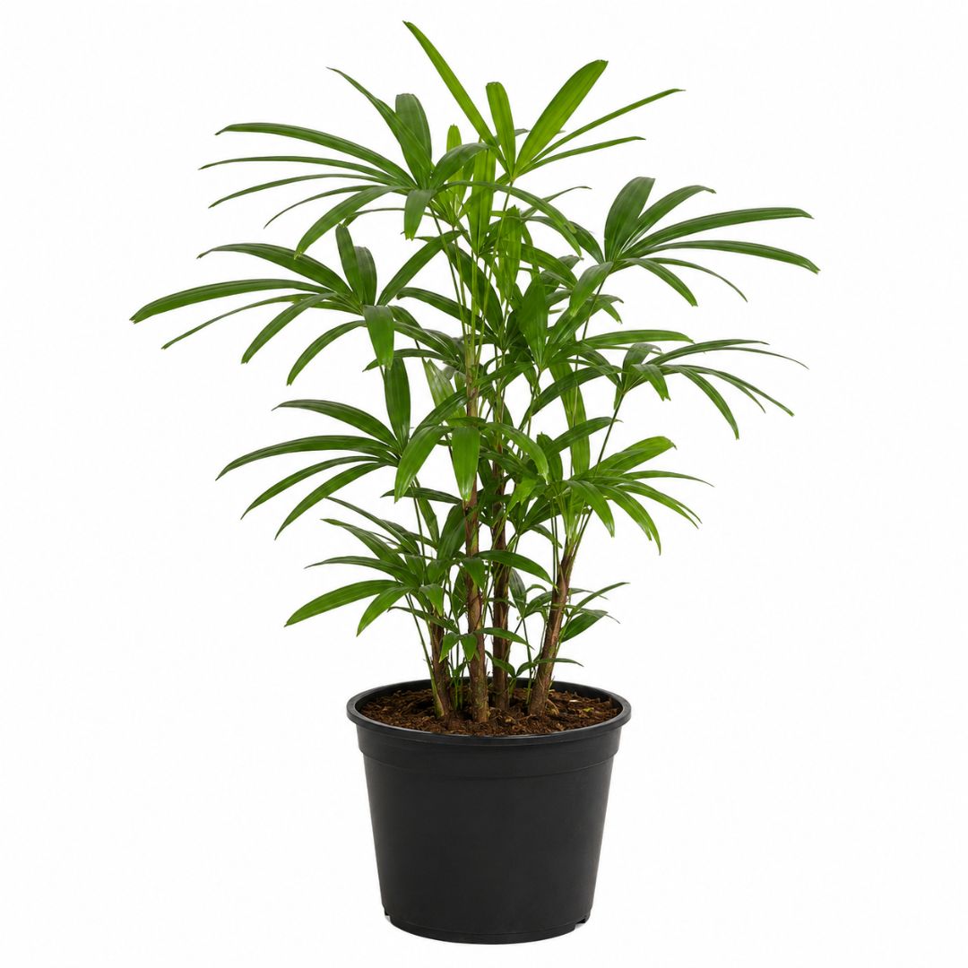 Rhapis Excelsa 250mm