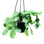 Load image into Gallery viewer, Rhipsalis Goebeliana 170mm Hb
