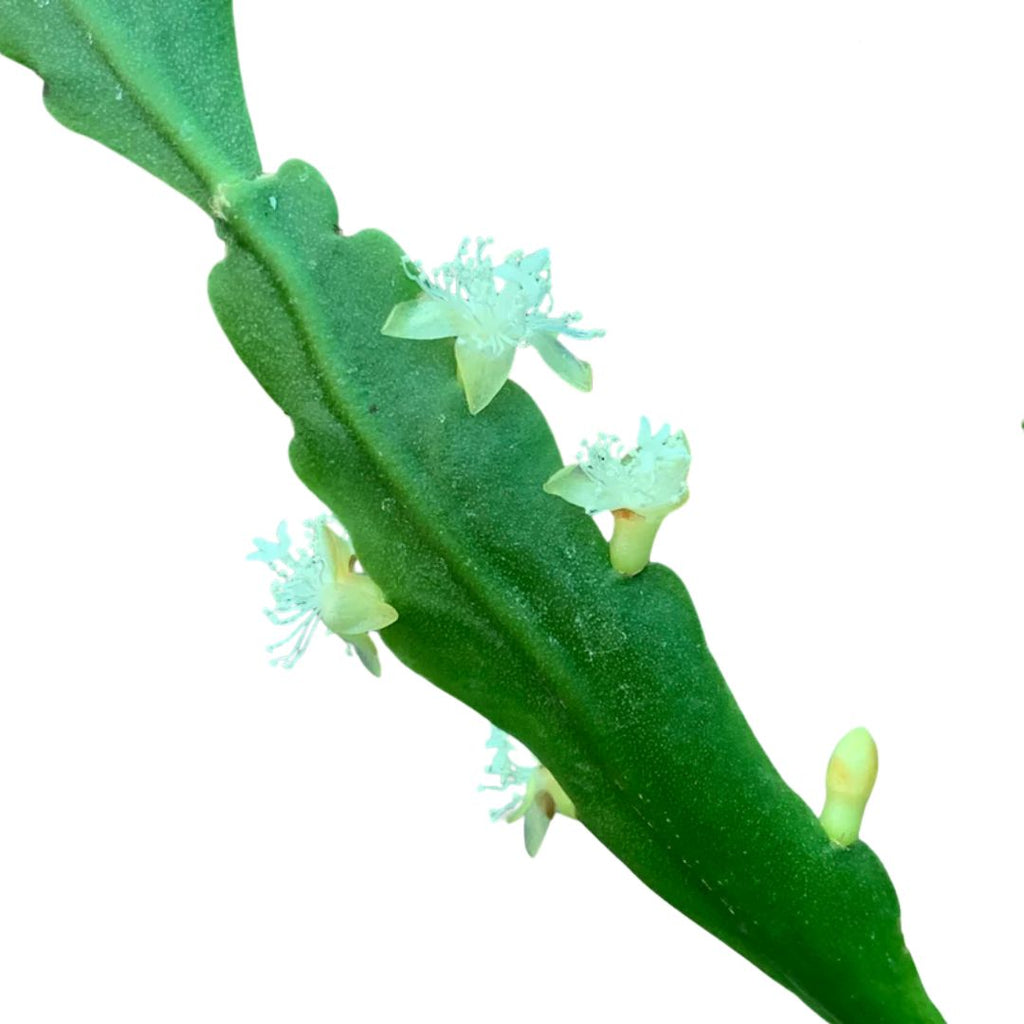 Rhipsalis Goebeliana 170mm Hb