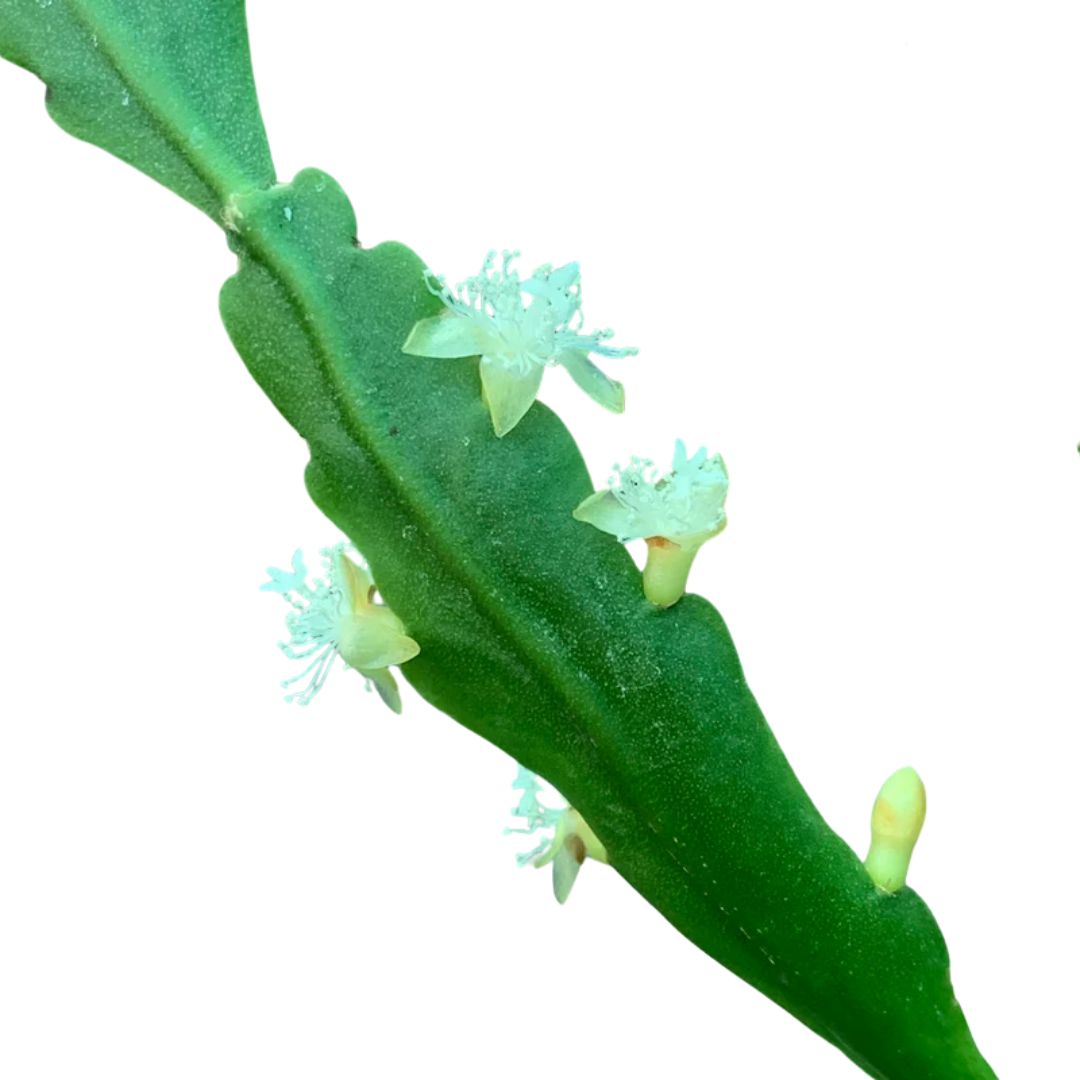 Rhipsalis Goebeliana 170mm Hb
