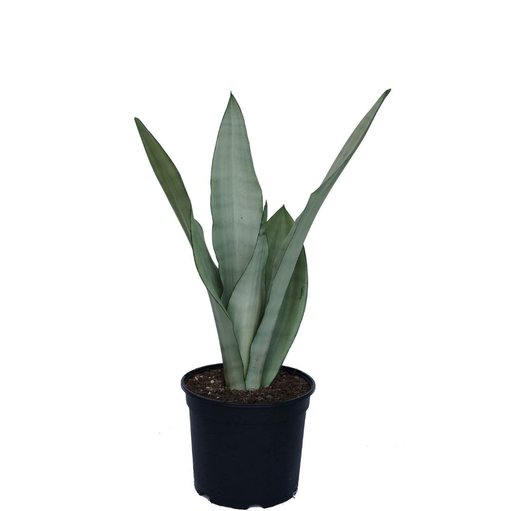 Sansevieria Trifasciata Moonshine 200mm