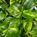 Epipremnum Aureum Green Gold Pothos 200mm