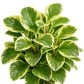 Peperomia Albo Marginata 130mm