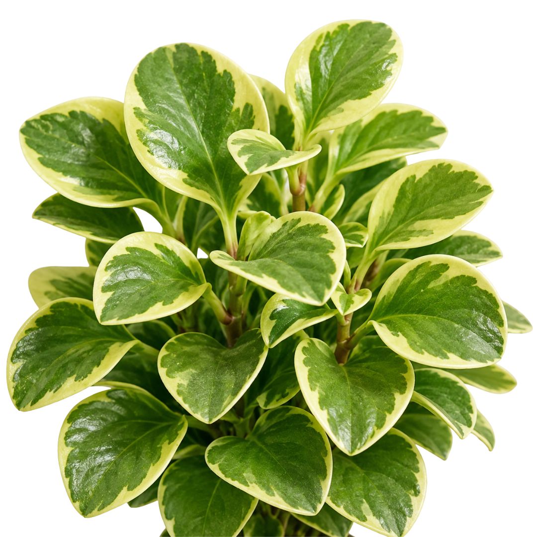 Peperomia Albo Marginata 130mm