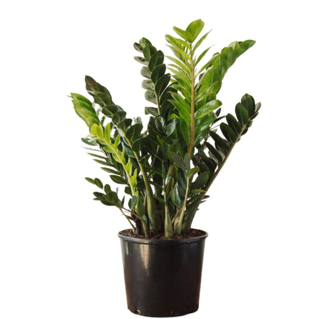 Zamioculcas Zamiifolia 140mm