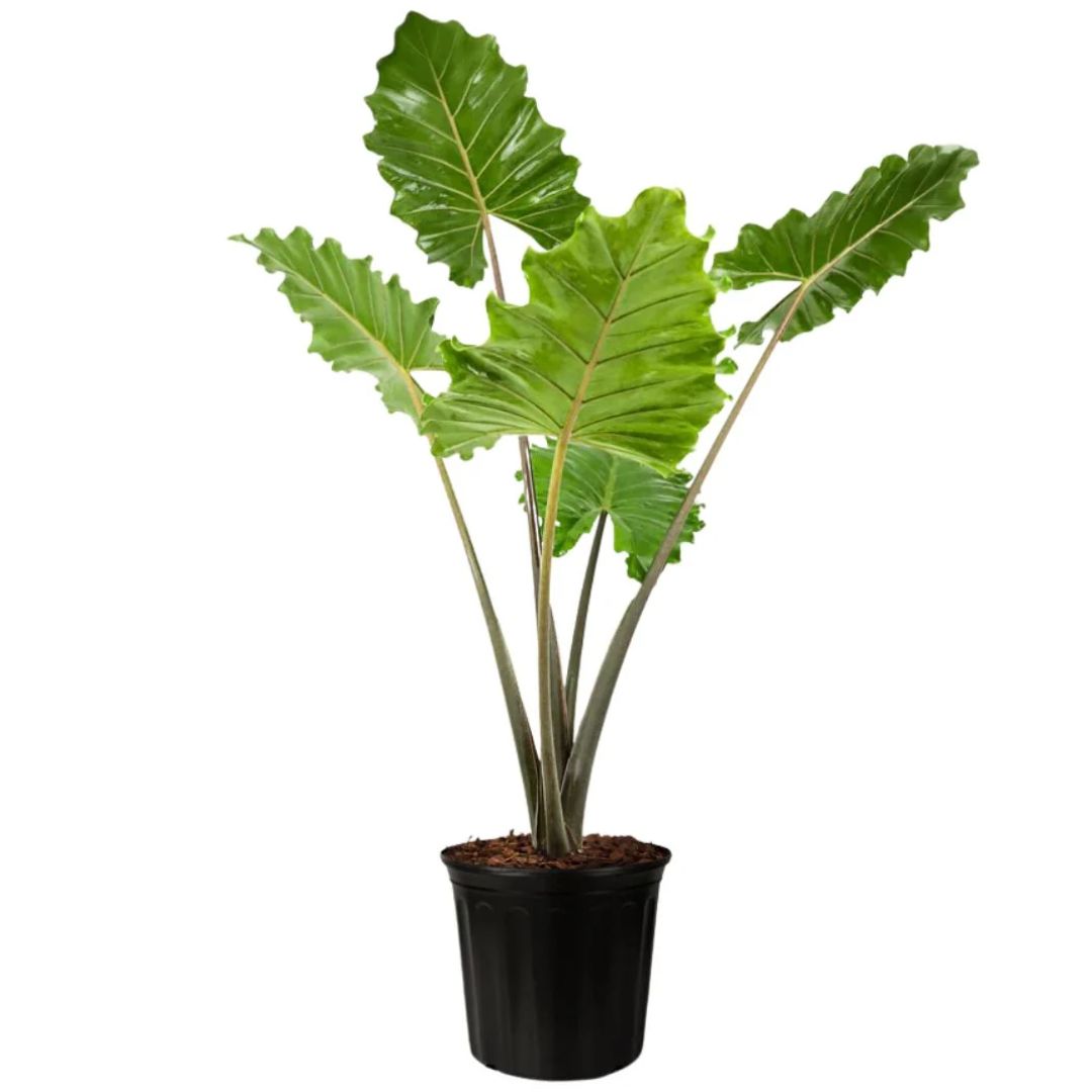 Alocasia Portadora 300mm