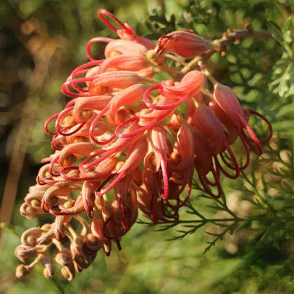 Grevillea Little Robyn 140mm.