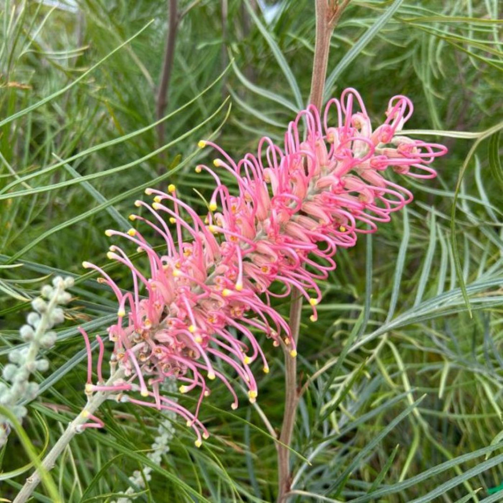 Grevillea Coastal Prestige 200mm