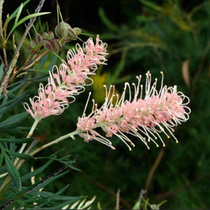 Grevillea Pink Suprise 200mm