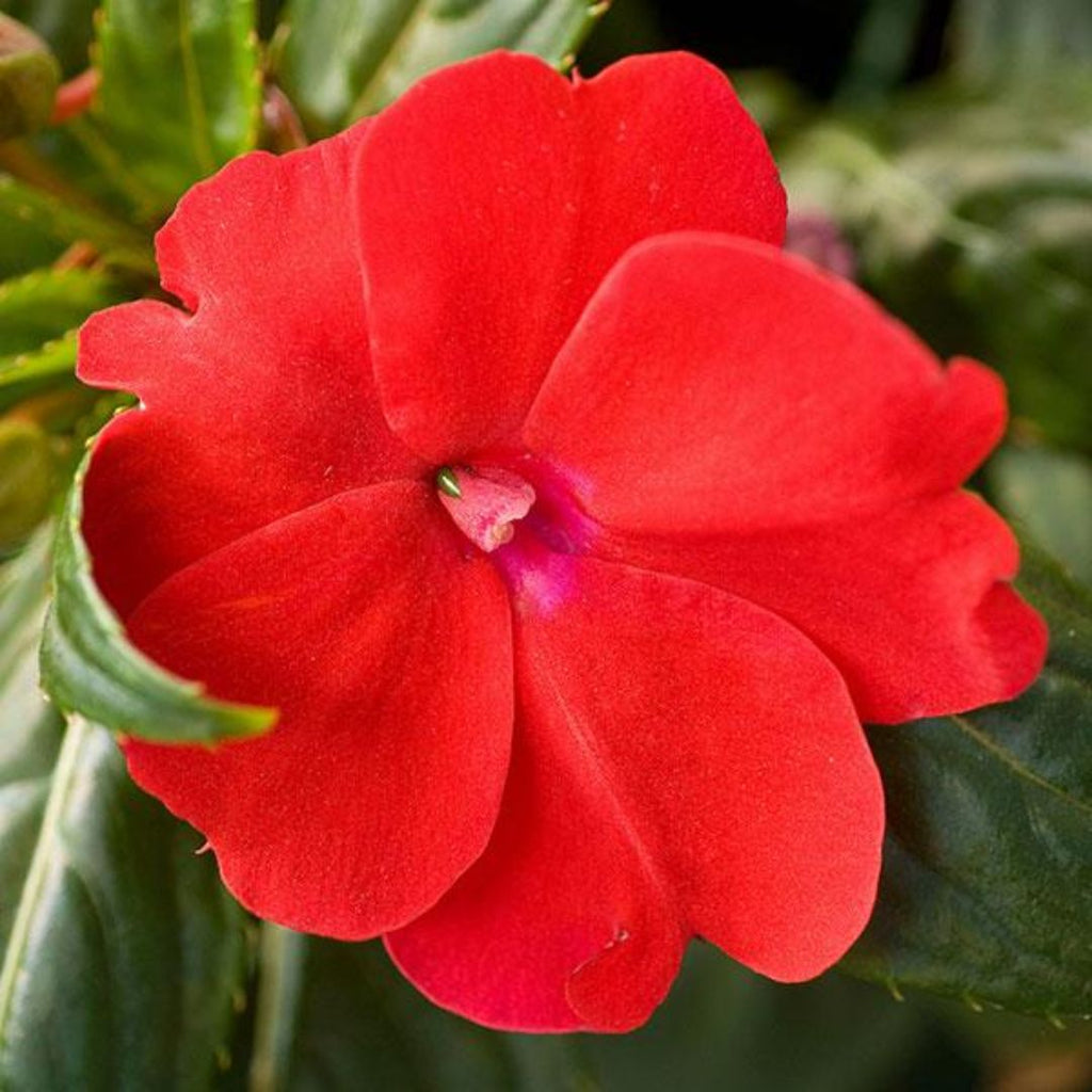 Sun Impatiens Red 140mm