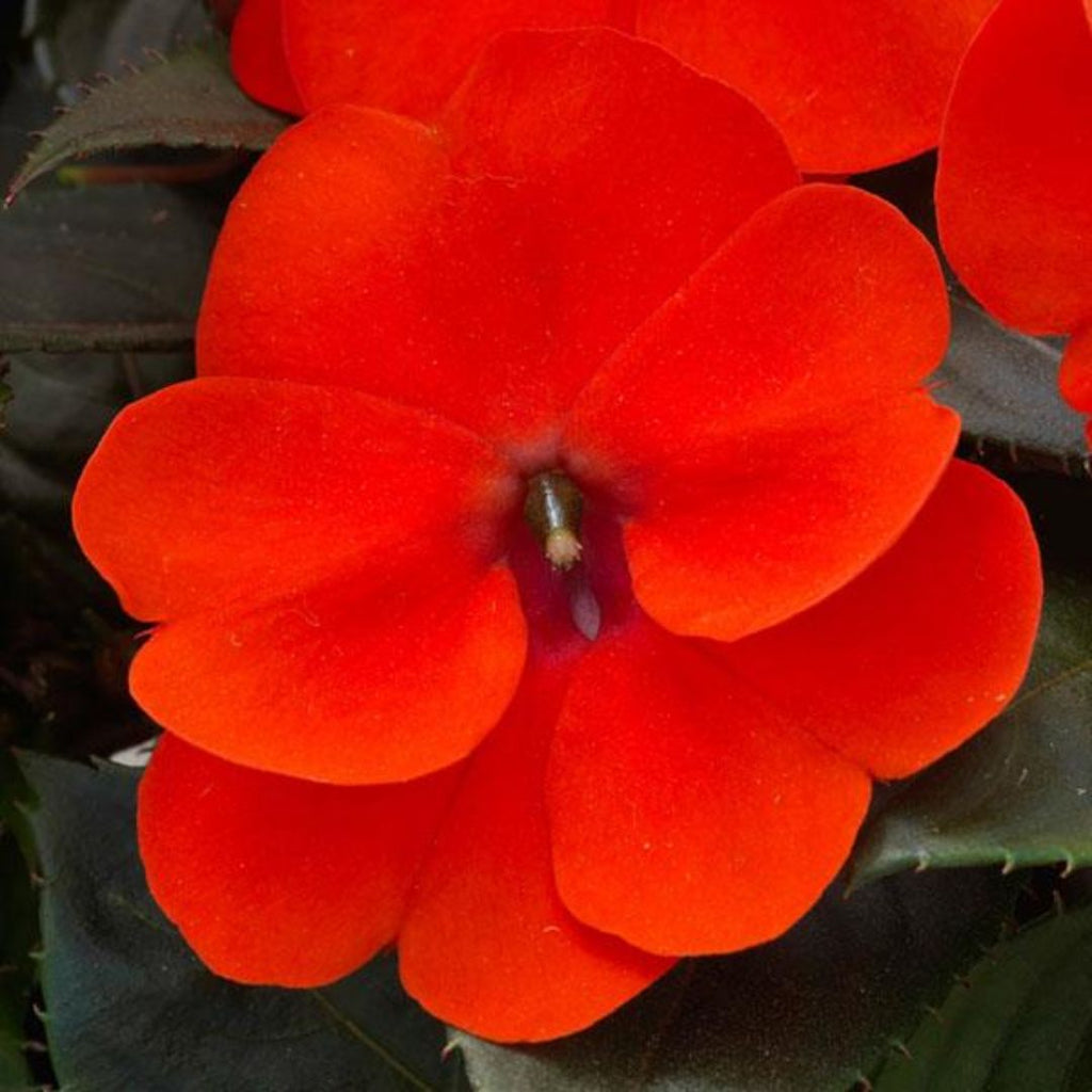 Sun Impatiens Orange 140mm