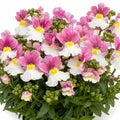Nemesia Coconut Ice 130mm