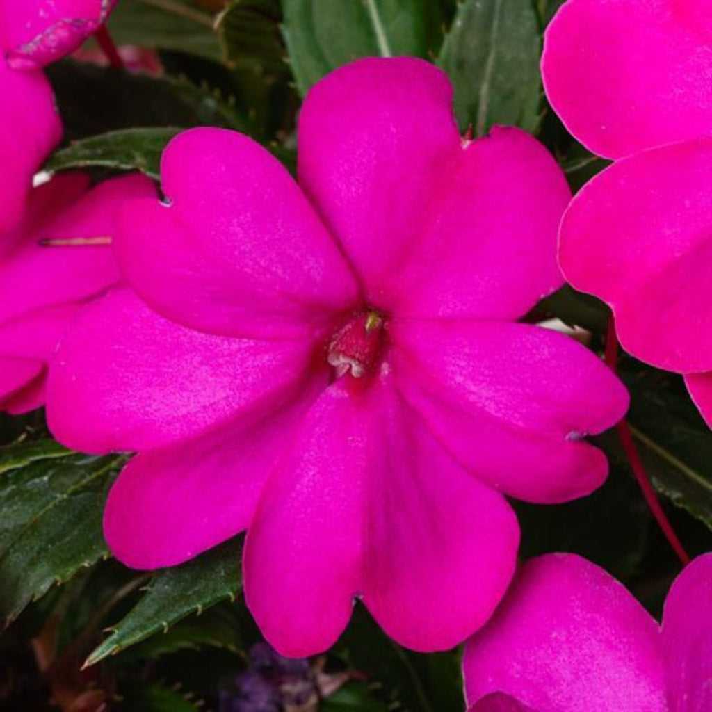 Sun Impatiens Purple 140mm