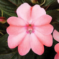 Sun Impatiens Blush Pink 140mm