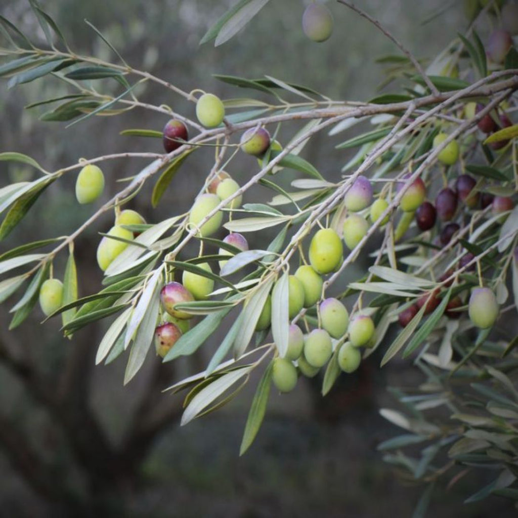 Olive Frantoio/heritage 200mm