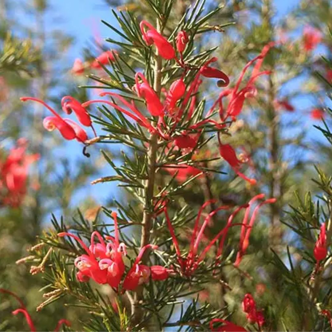 Grevillea Scarlet Sprite 140mm