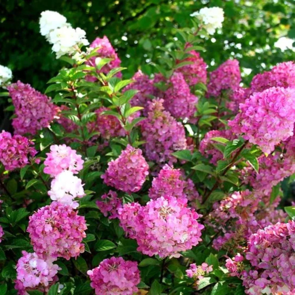 Hydrangea Paniculata Sundae 140mm