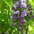 Wisteria Plena 200mm