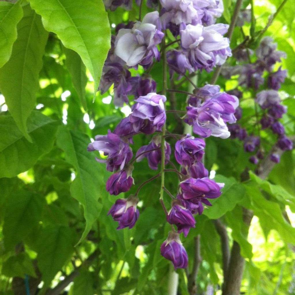 Wisteria Plena 200mm