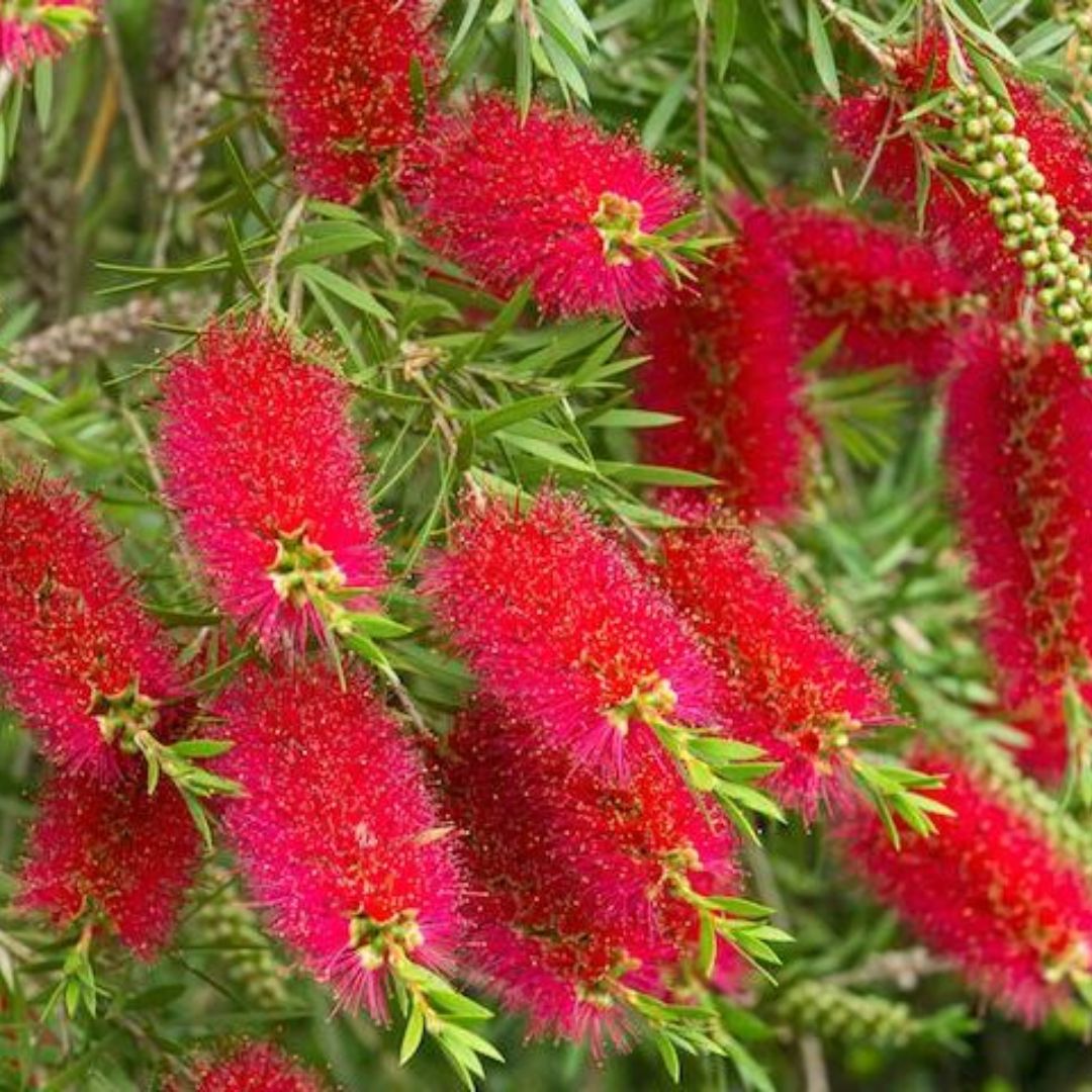 Callistemon Captrain Cook 140mm