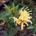 Grevillea Gold Fever 140mm