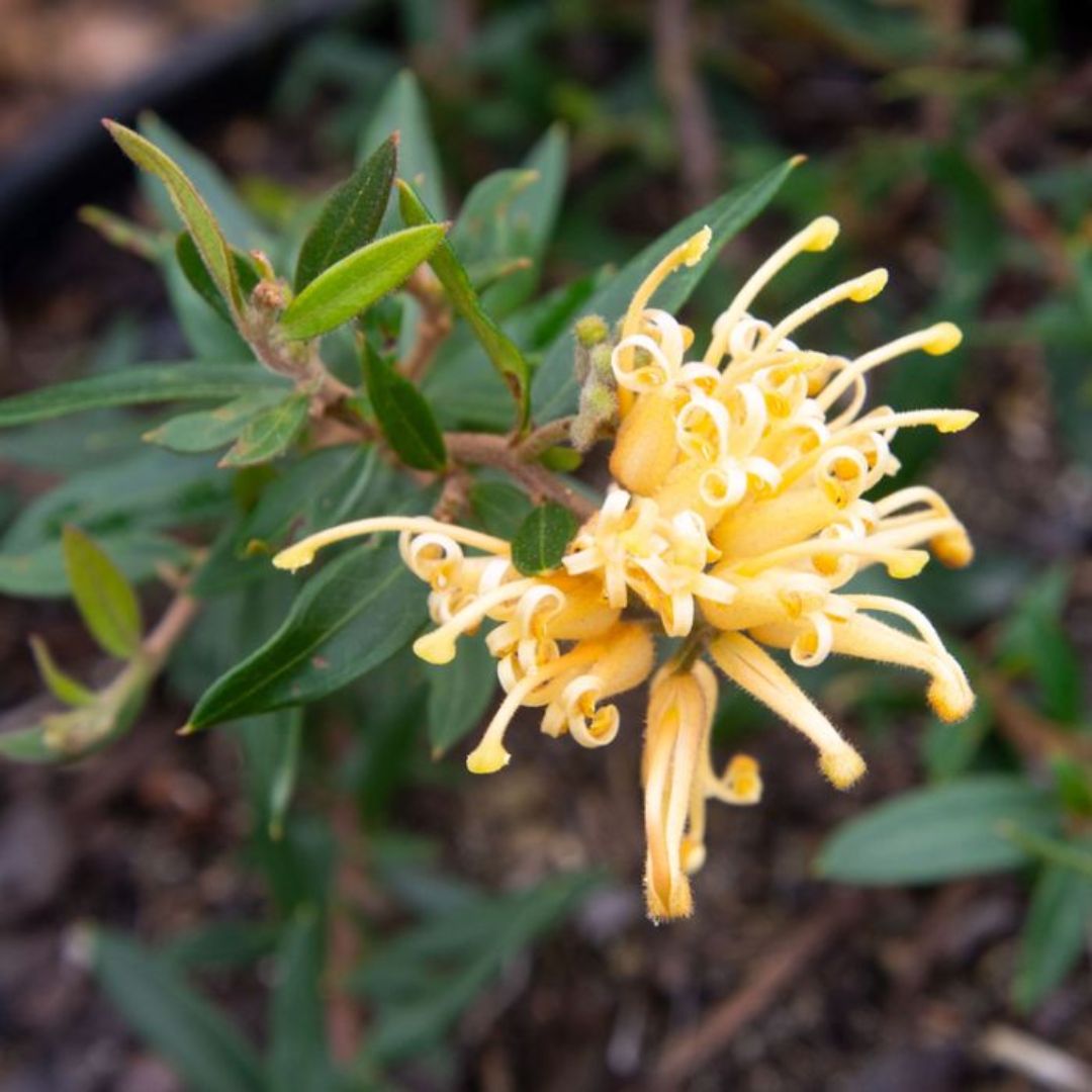 Grevillea Gold Fever 140mm