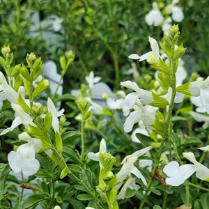 Salvia Mirage White 140mm