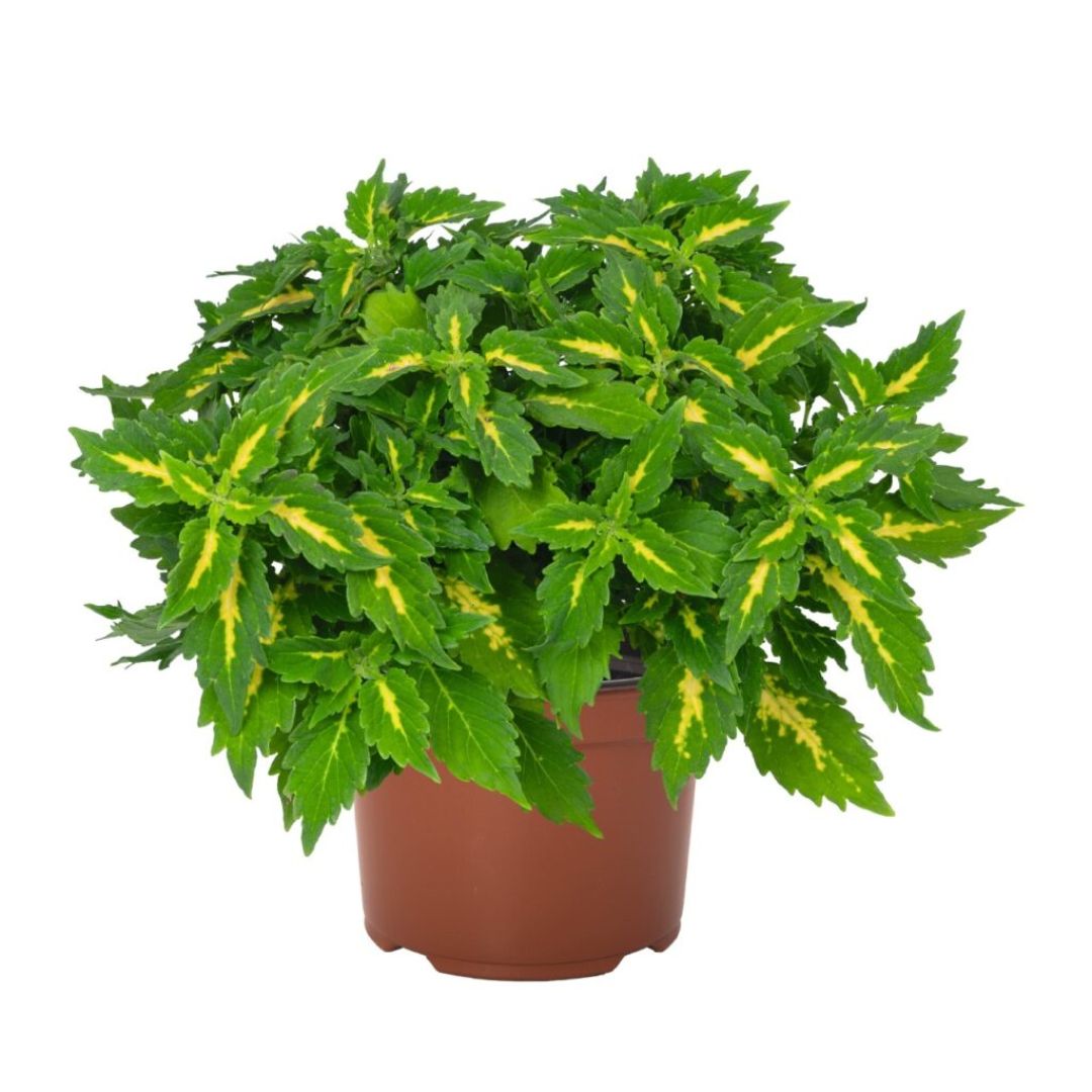 Coleus Downtown Port Fairy 140mm