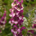 Angelonia Archangel Fuchsia Bi-colour 140mm