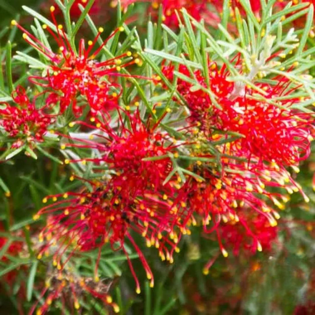 Grevillea Mini Marvel 140mm