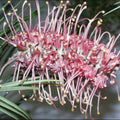 Grevillea Flamingo 200mm