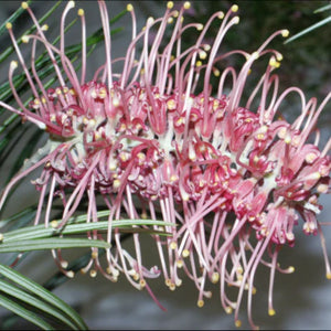 Grevillea Flamingo 200mm