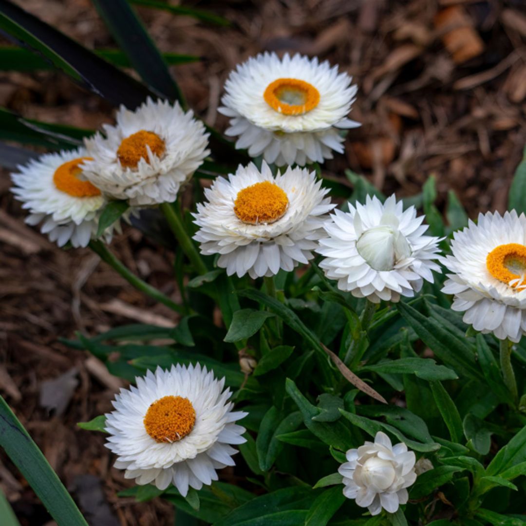 Bracteantha Mohave White 140mm 2