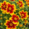Bidens Bidy Boom Red Eye 140mm