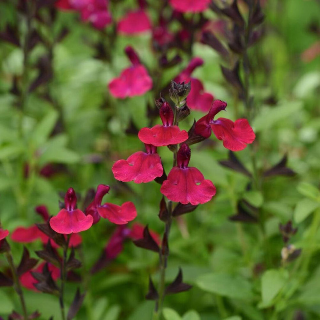 Salvia Mirage Burgandy 140mm