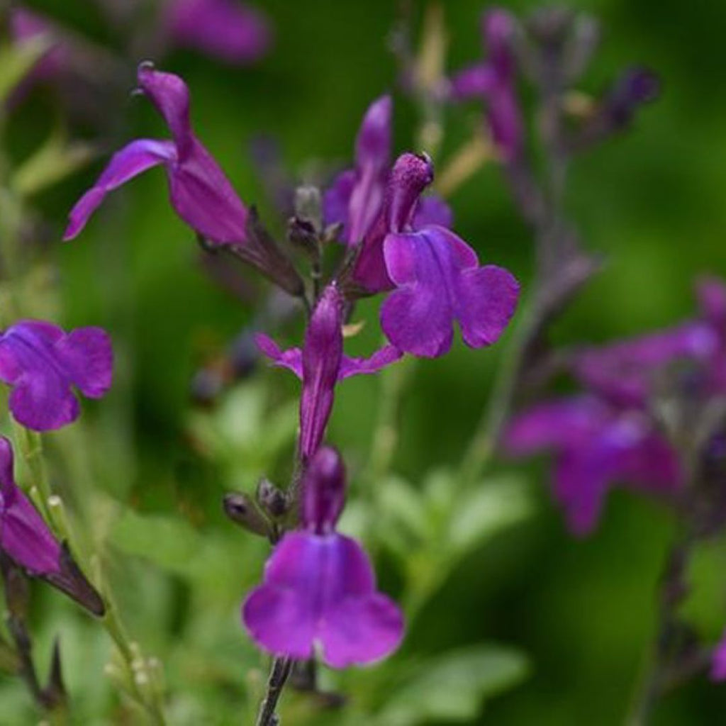 Salvia Mirage Deep Purple 140mm