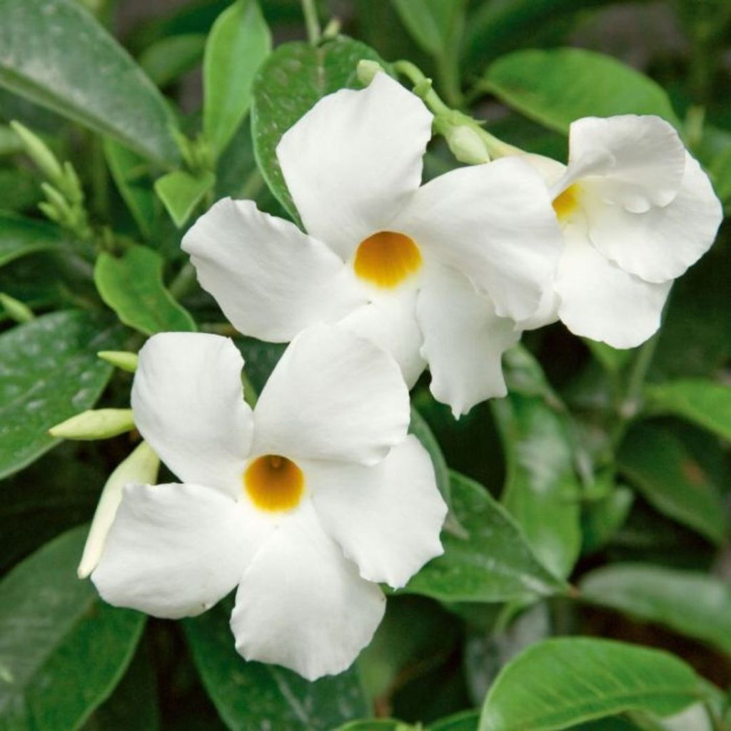 Dipladenia Agathe White 140mm