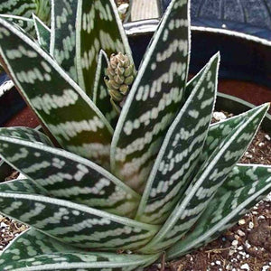 Aloe Variegata 66mm